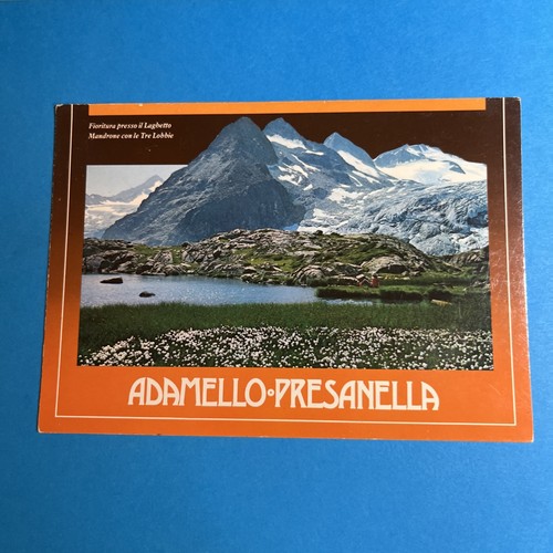 Adamello presanella fioritura - presanella,